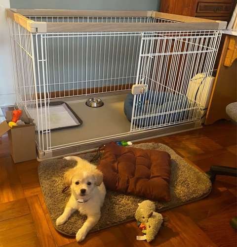 Dog and cage for sale in Hong Kong