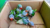 Buy parrent babies